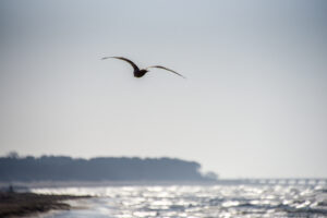 Palanga