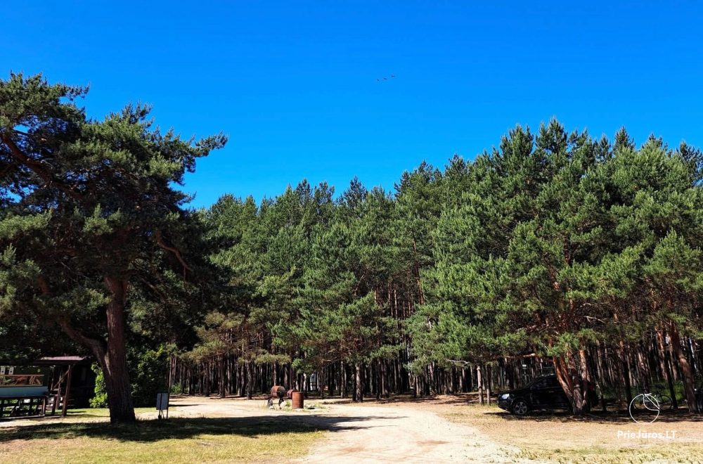 Stovyklavietė Palangoje - 1