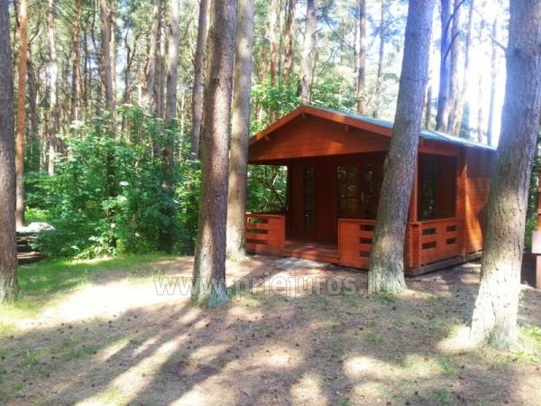 Namelių nuoma Šventojoje, pušyne
