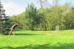 DiskGolfas pajūryje – sodyboje „Akmeninė sala“ - 5