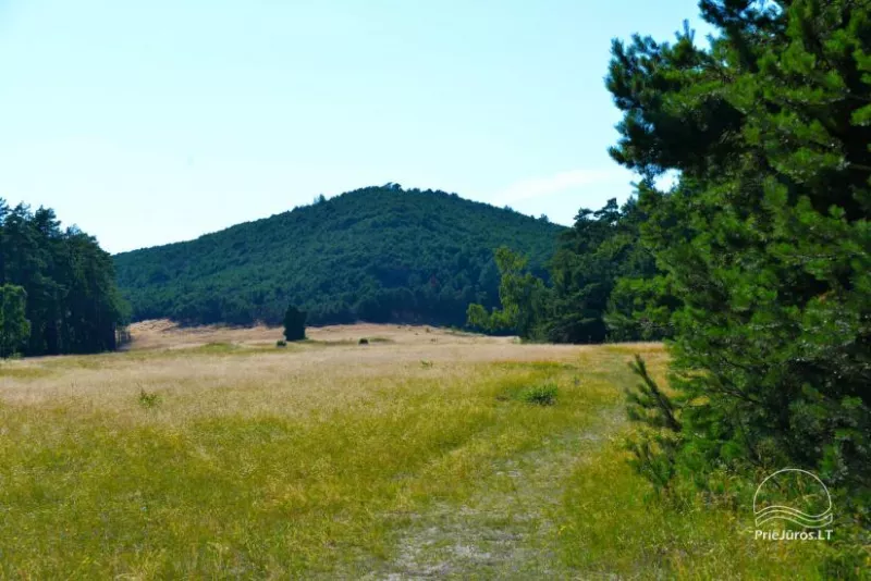 Vecekrugo kopa Kuršių nerijoje