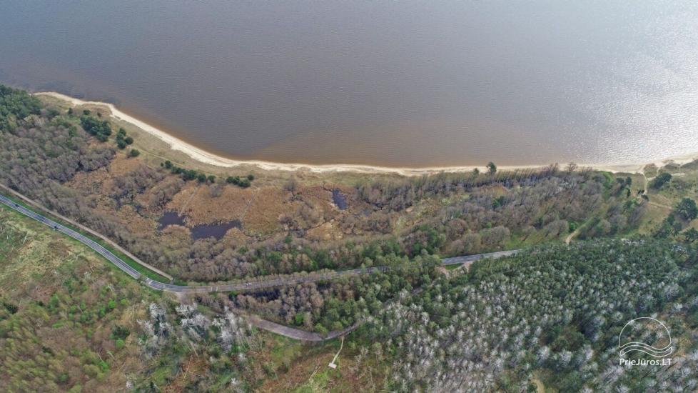 Pilkųjų garnių ir kormoranų kolonija Juodkrantėje - 1