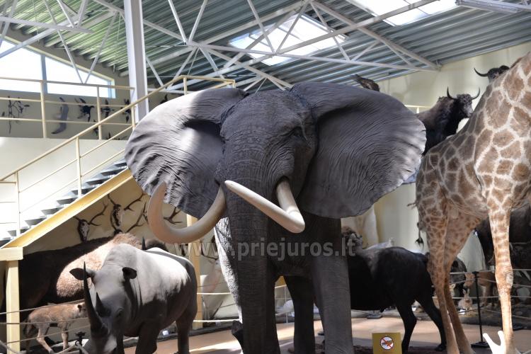 Mini zoosodas, safaris, elnynas, iškamšų muziejus Karklėje viešbutyje Gamtos perlas *** - 1