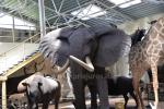 Mini zoo, safari, deers, taxidermy museum in Klaipeda region in Hotel Gamtos perlas ***