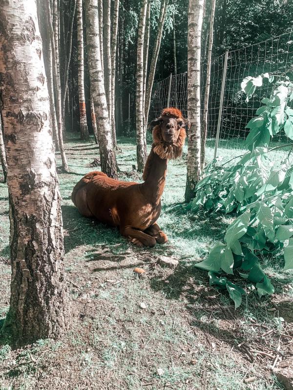 Dinozauru parks DINO.LT Radailiai kompleksā Radailių dvaras netālu no Klaipēdas