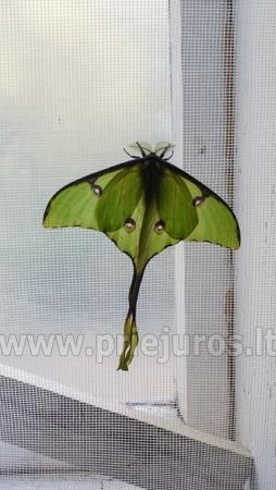 Gyvų tropinių drugelių paroda
