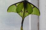 Ausstellung von lebenden tropischen Schmetterling