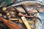 Žvejo Antano žuvis Šventojoje - pagal senas tradicijas, natūraliai rūkoma žuvis - 6